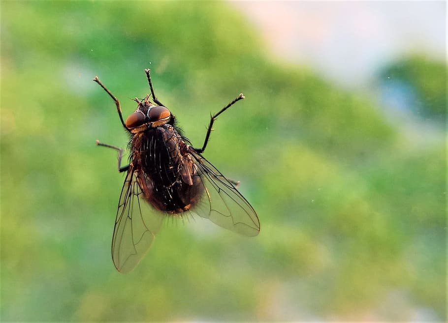 insect, nature, outdoors, fly, invertebrate, animal wildlife HD wallpaper