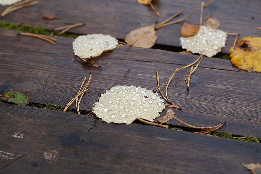 Sheet, Drops, Macro, rain, drops of water, needles, yellow leaves HD wallpaper