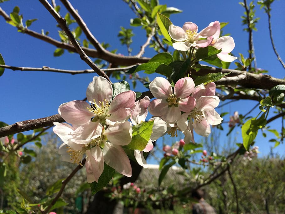 spring, flowers, tree, plant, branch, apricot, cherry, heat HD wallpaper