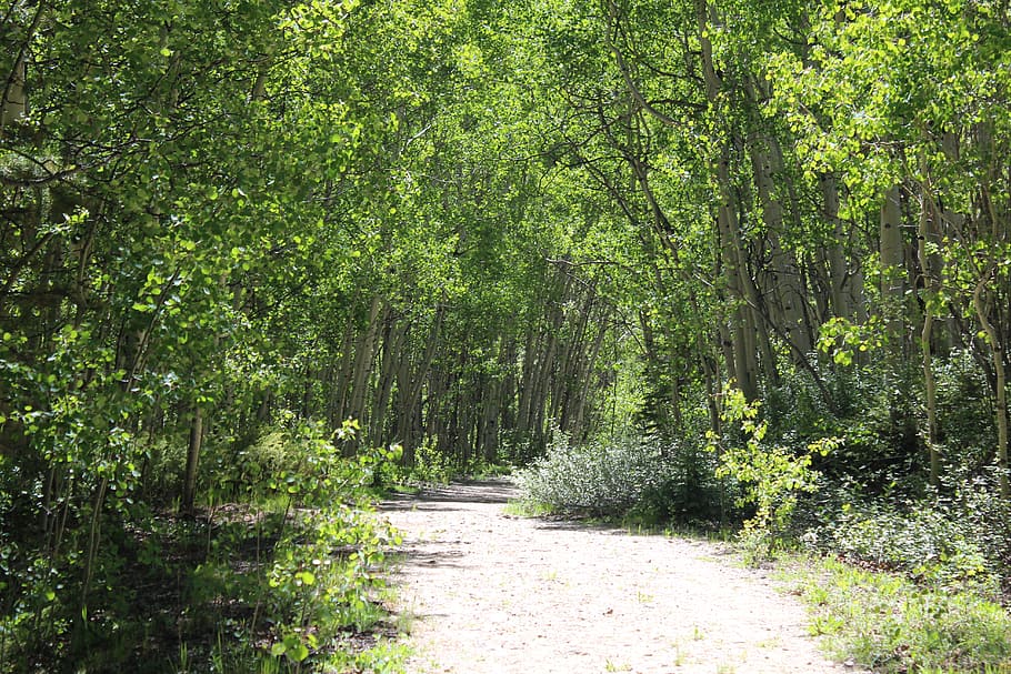 nature, mountains, forest, footpath, trail, walk, summer, sunny day HD wallpaper