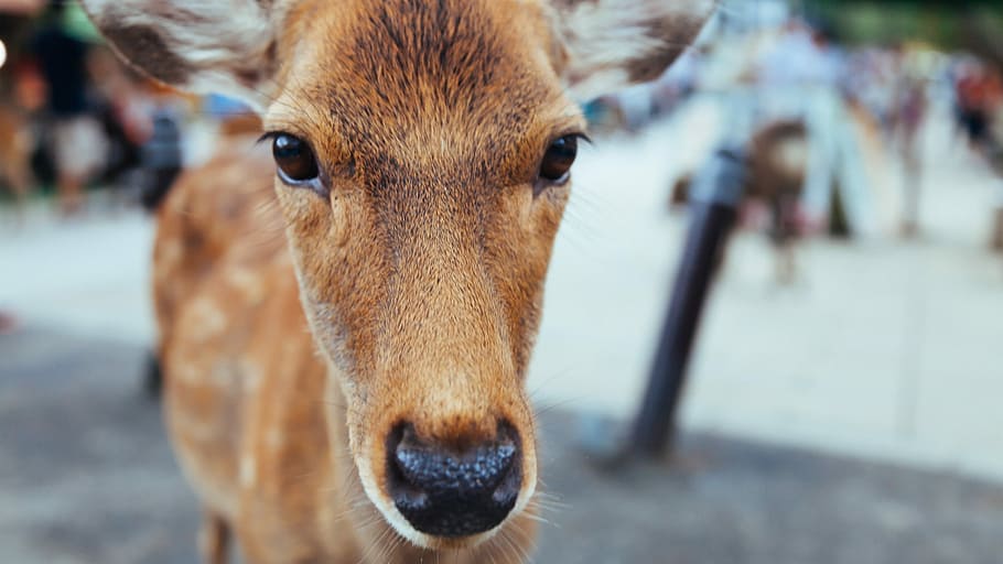 close up photo of deer face, shallow focus photography of brown horse HD wallpaper