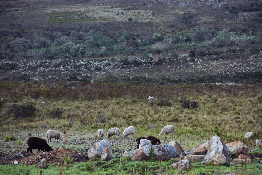 Nature, Field, Sheep, Flock, green, rural, wild field, large group of animals HD wallpaper