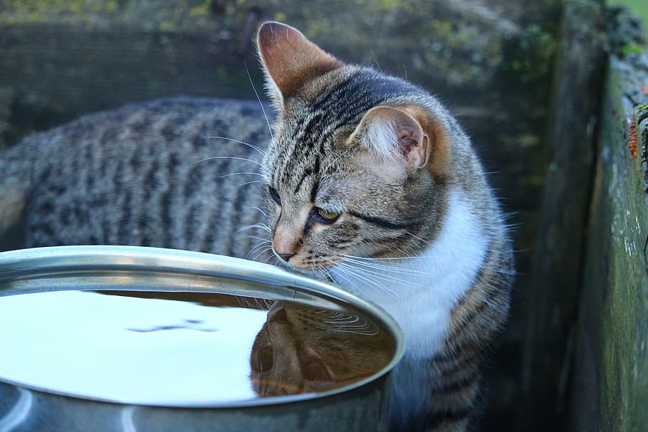 cat, kitten, water, mirror image, mackerel, mieze, tiger cat HD wallpaper