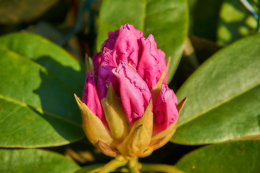 rhododendron, blossom, bloom, close up, open, pink, garden, HD wallpaper