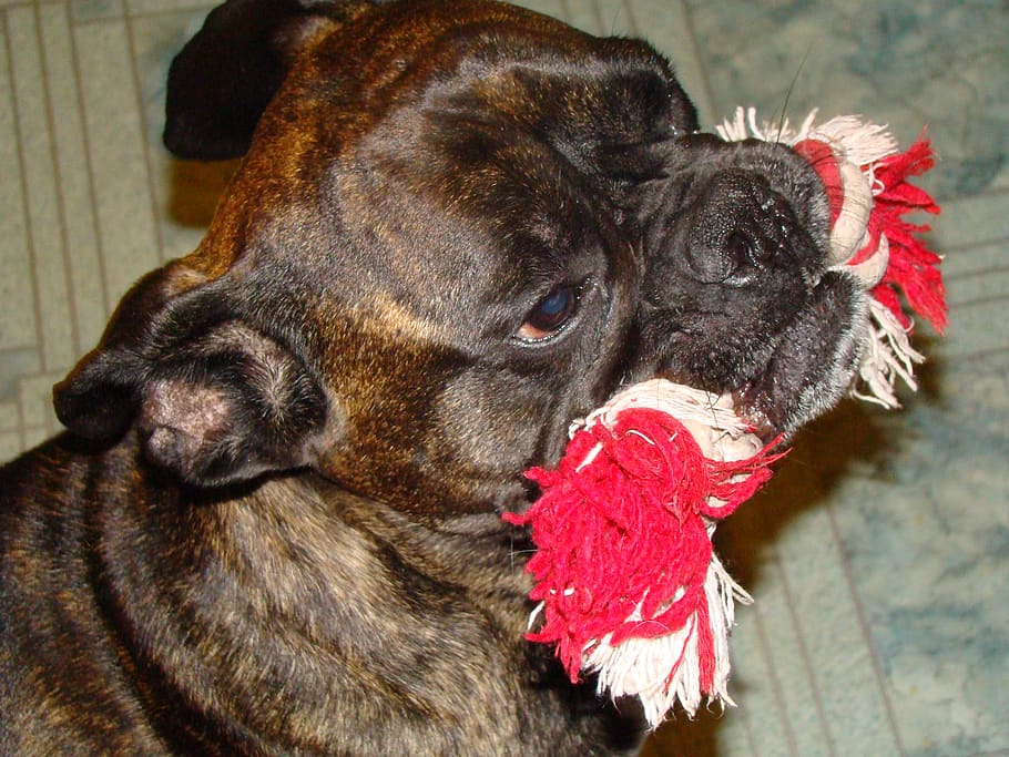 boxer, brindle, toy, training, one animal, domestic, pets, domestic animals HD wallpaper