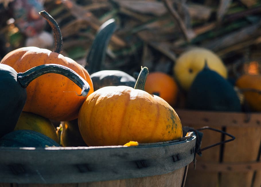 tilt shift photography of pumpkins in basket, harvest, fall HD wallpaper