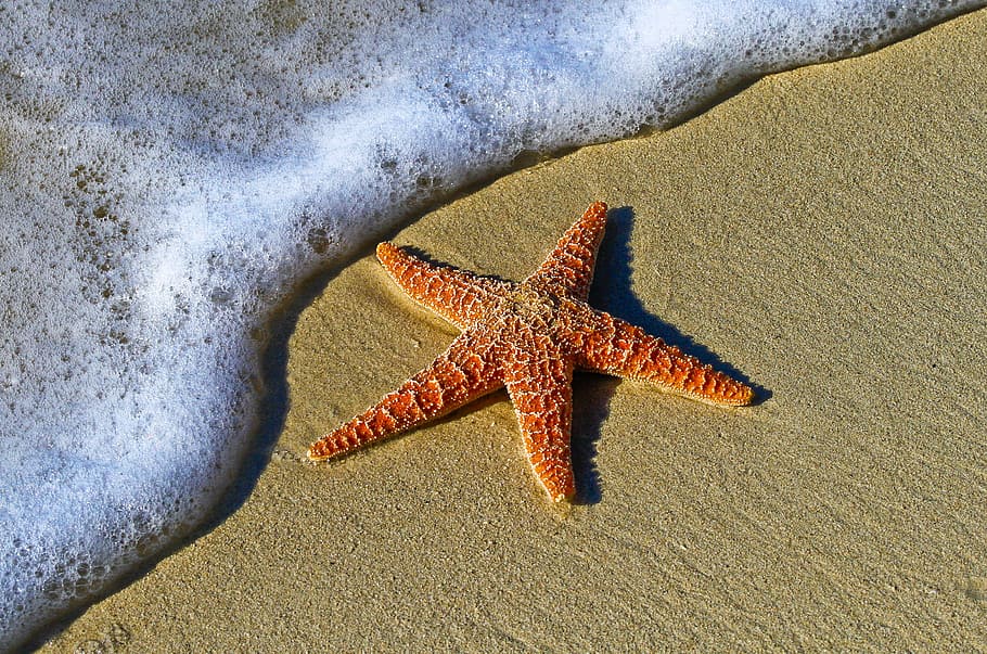 red starfish in seashore, animal, beach, bubbles, coast, echinoderm HD wallpaper