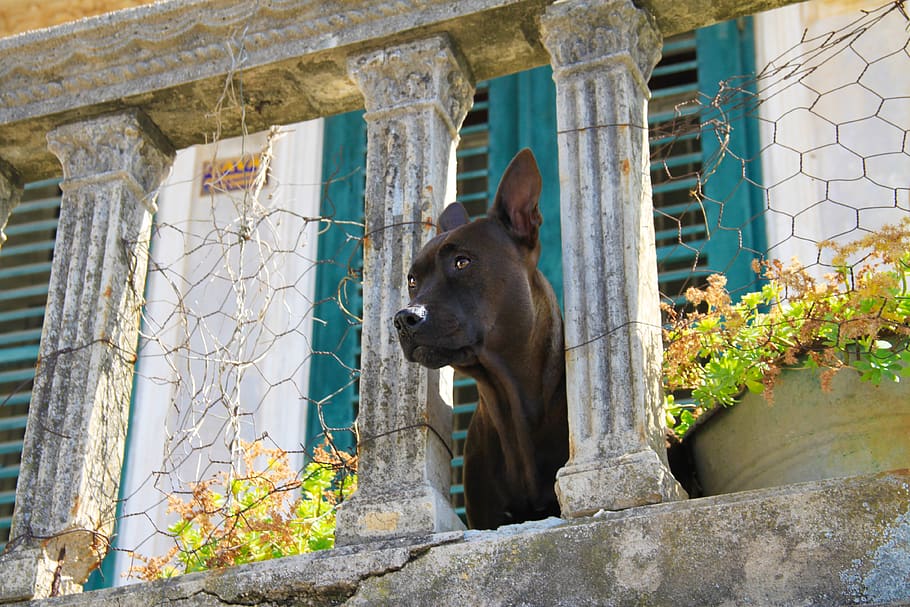 dog, view, balcony, building, architecture, views, pets, beautiful HD wallpaper