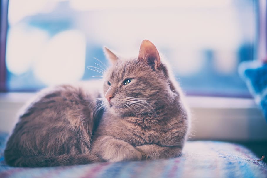 cat, kitten, animal, pet, blur, mammal, domestic, pets, domestic cat HD wallpaper