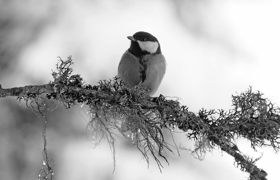 winter, tanning, bird, nature, animal themes, vertebrate, one animal HD wallpaper