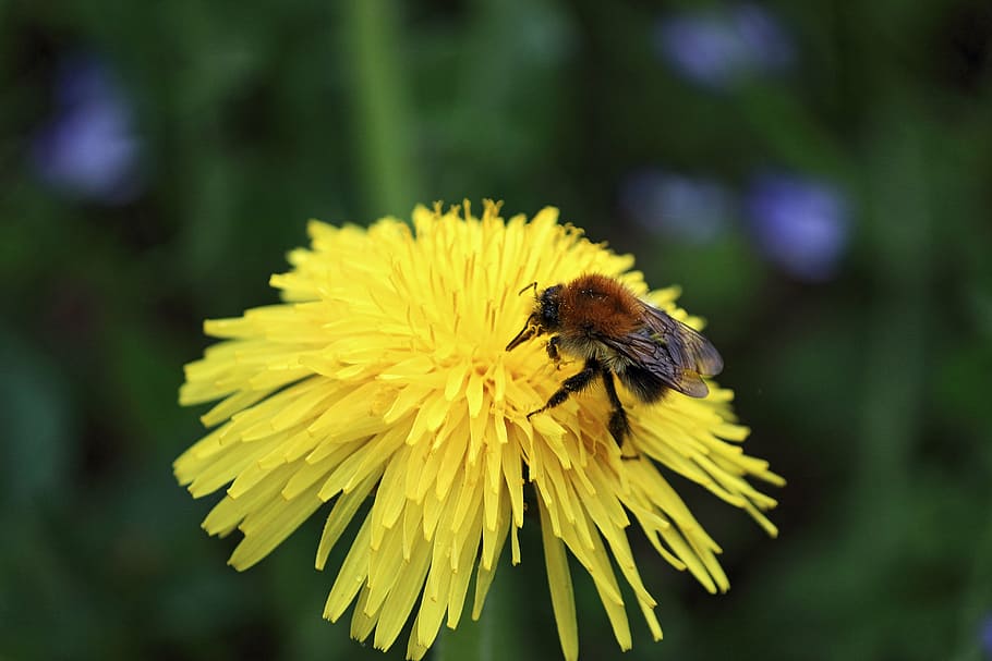bee, blossom, bloom, nectar, flower, insect, close, pollination HD wallpaper