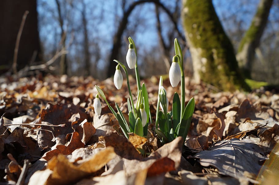 snowdrop, spring, forest, plant, nature, leaf, plant part, tree HD wallpaper