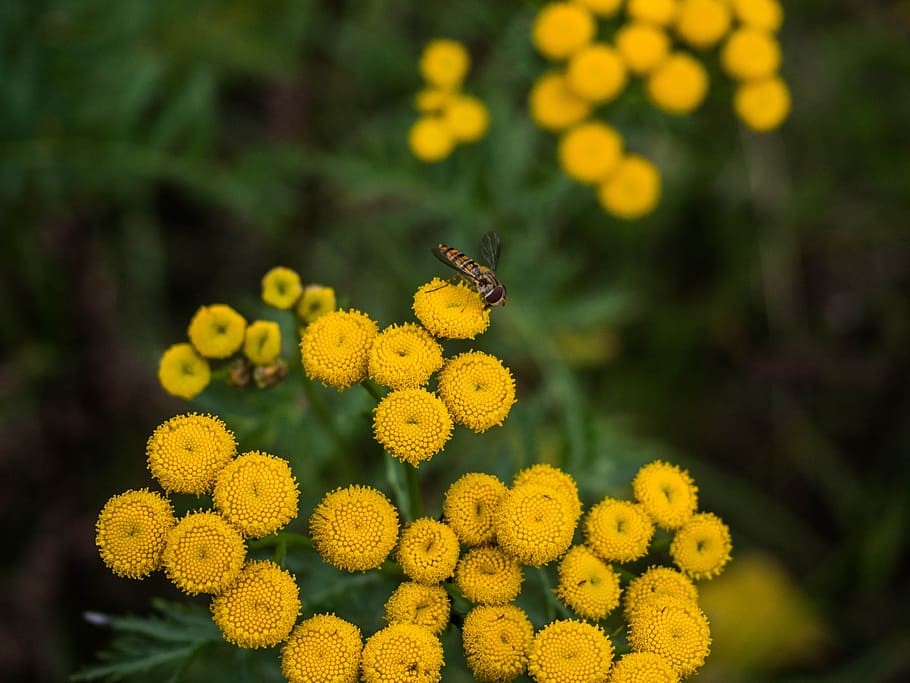 nature, flowers, yellow, plant, bee, fly, pollen, flowering plant HD wallpaper