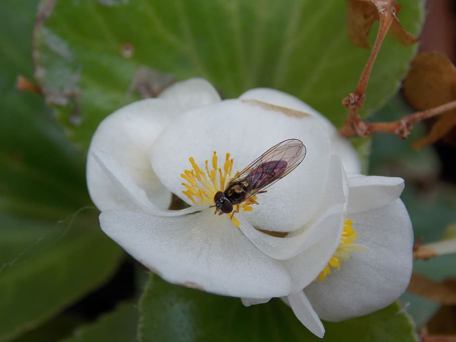 Bee, Blossom, Bloom, Spring, flower, petal, white color, one animal HD wallpaper