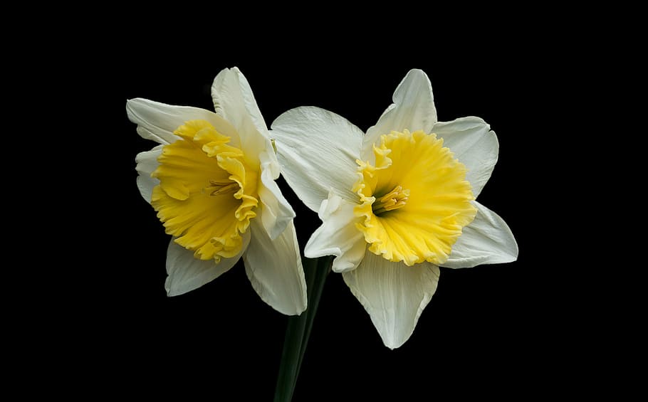 narcis, spring, nature, background, flower, yellow, petal, black background HD wallpaper