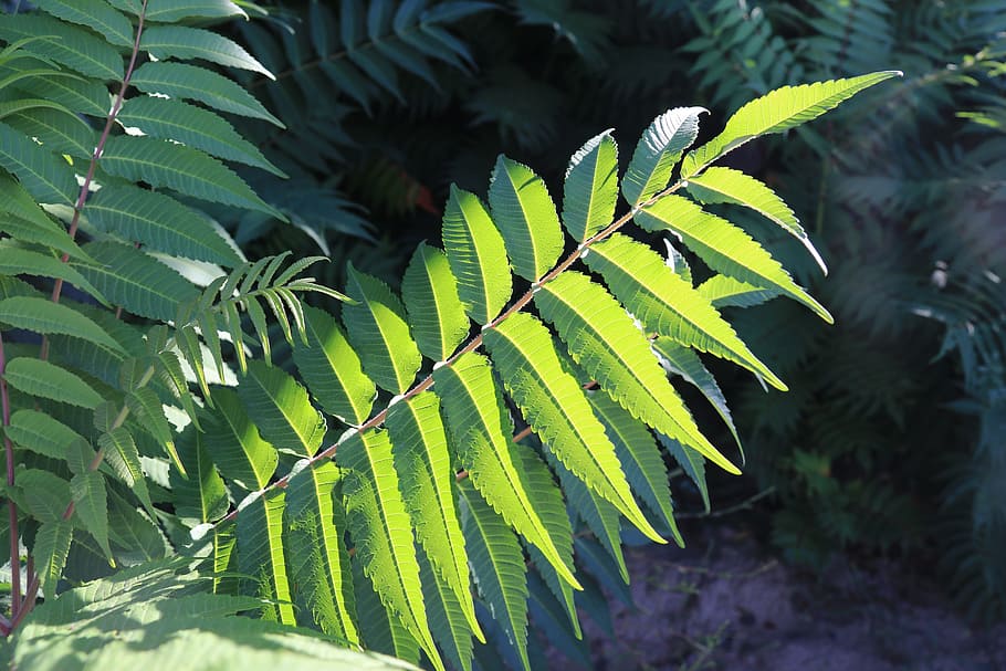 plant, sunshine, shrubs, growth, green color, leaf, plant part HD wallpaper