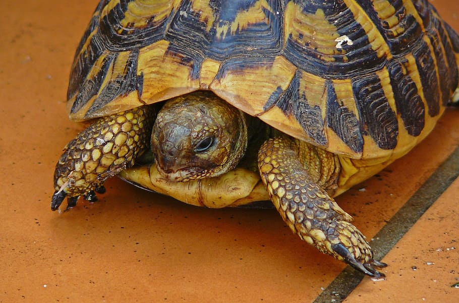 Turtle, Animal, Panzer, Nature, Reptile, tortoise, animal world HD wallpaper
