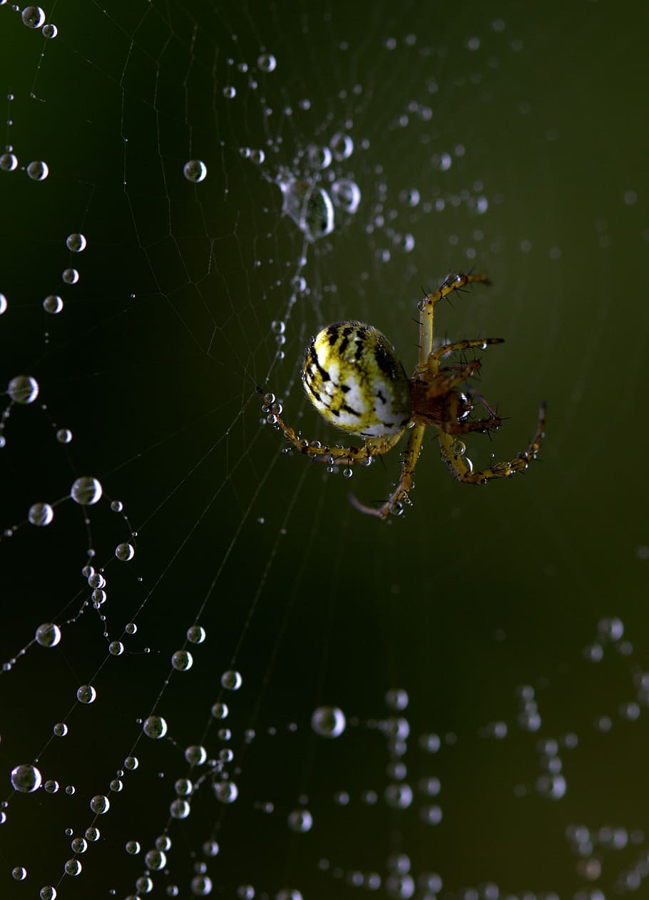 spider, spider web, hooked, arachnid, place, drops, dew, animal themes HD wallpaper
