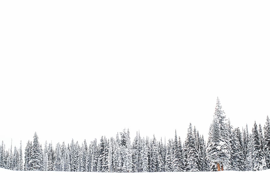 pine trees coated by snow, nature, forest, woods, winter, white HD wallpaper