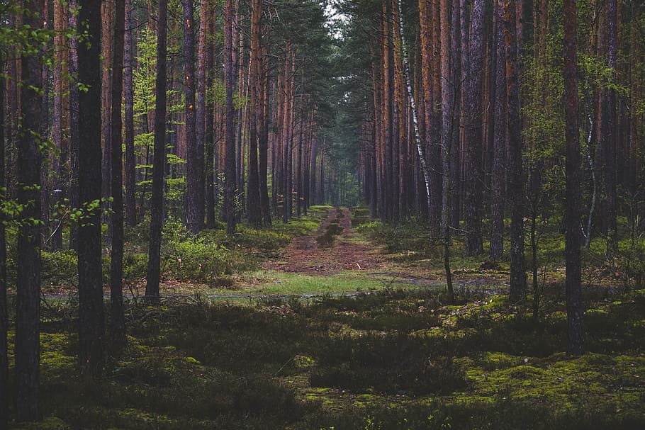 Forest, forest pathway photo during daytim, nature, tree, woodland HD wallpaper