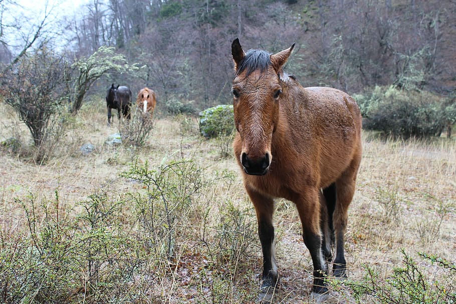 Horse, Animals, Field, animal themes, day, livestock, outdoors HD wallpaper