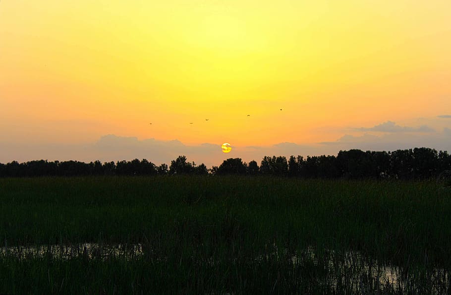 sunset, landscape, nature, sunlight, field, sunrise, yellow HD wallpaper