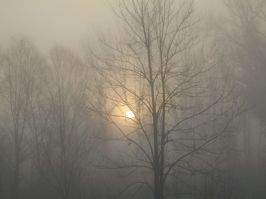 foggy forest, trees, nature, dawn, backlight, bare tree, tranquility HD wallpaper