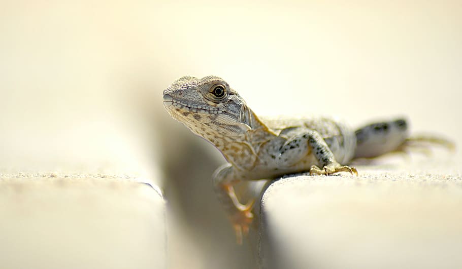 closeup photography of brown and white lizard, brown and gray lizard