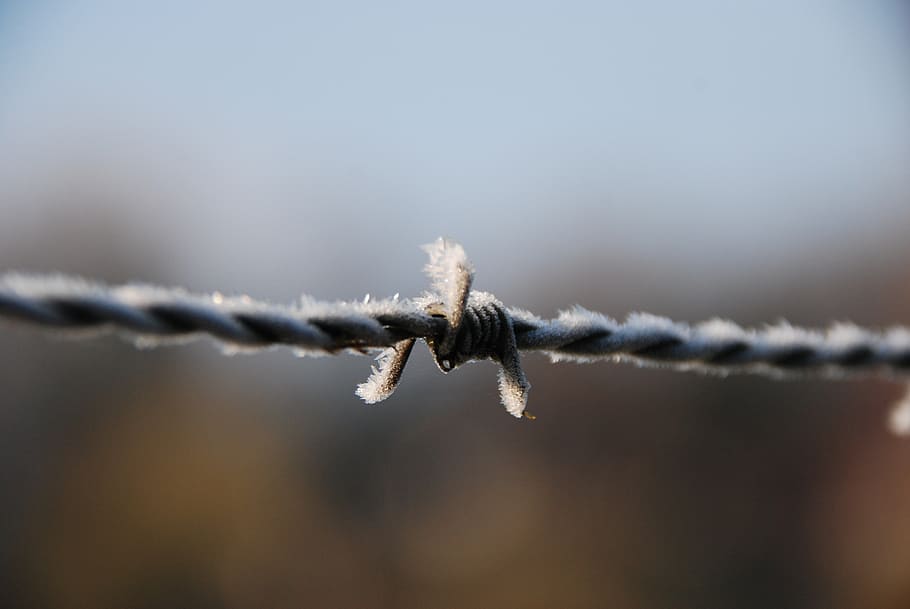 barbed wire, winter, ripe, ze, cold, safety, protection, fence HD wallpaper