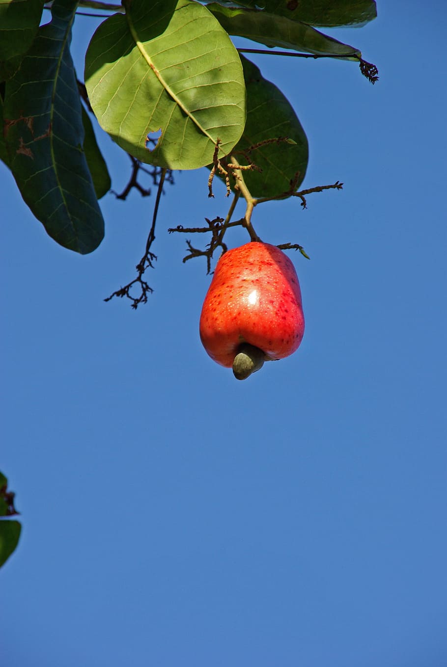 cashew, suriname, fruit, healthy eating, food and drink, wellbeing