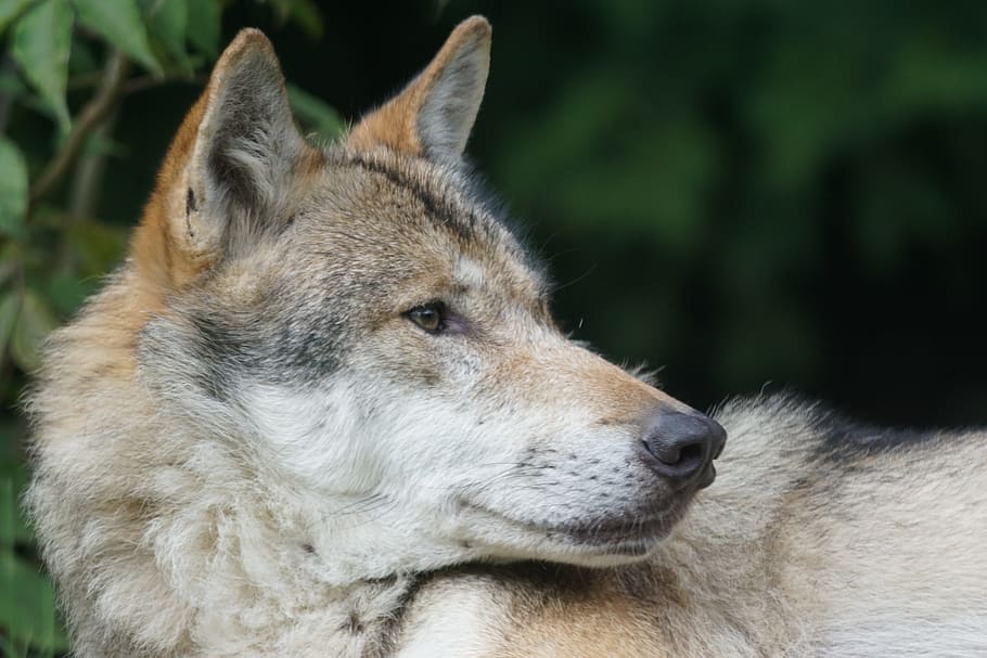 closeup photo of Czechoslovakian wolfdog, predator, european wolf HD wallpaper