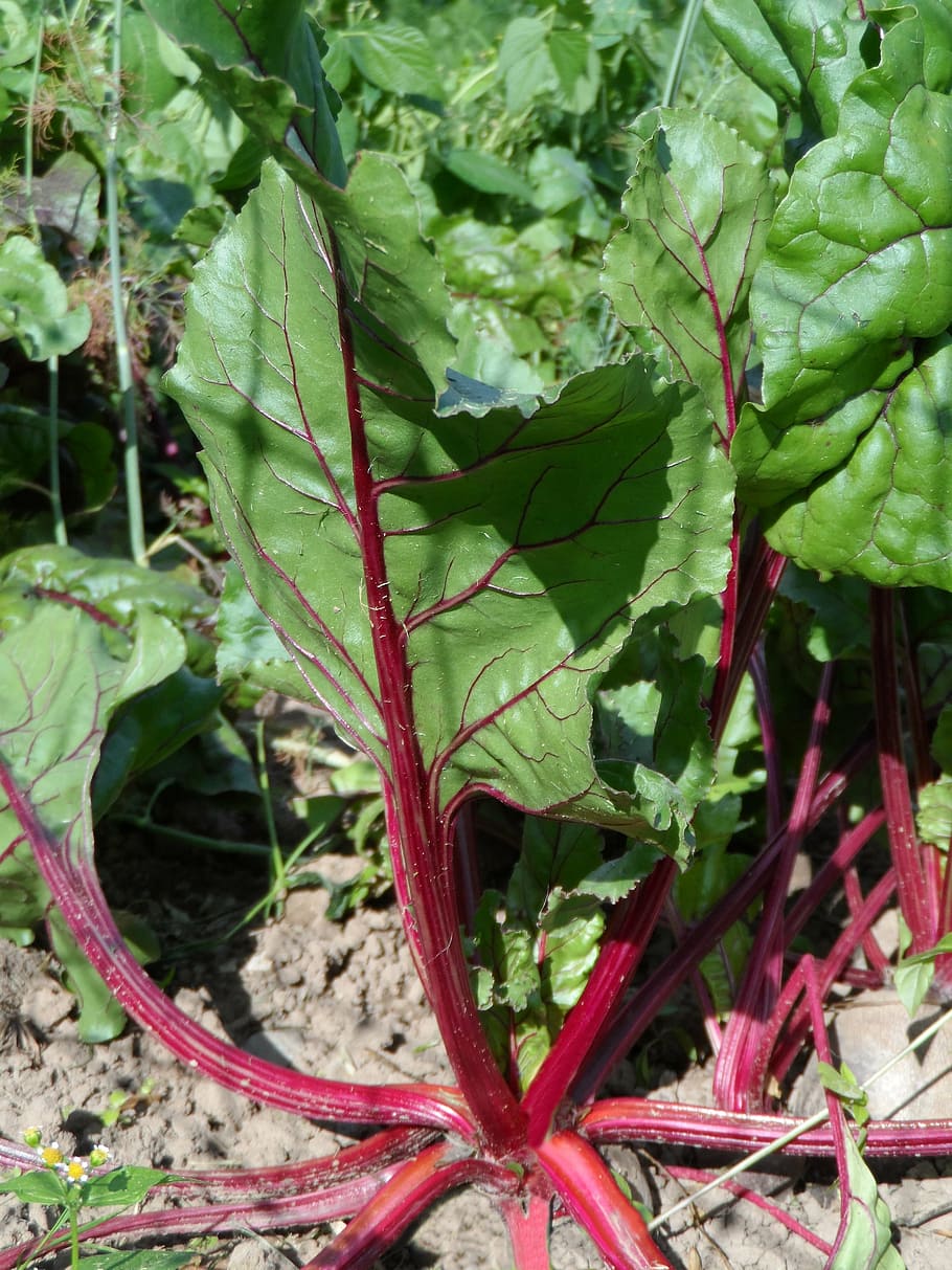 chard, vegetables, edible, turnip, herb stalk, vegetable plant HD wallpaper