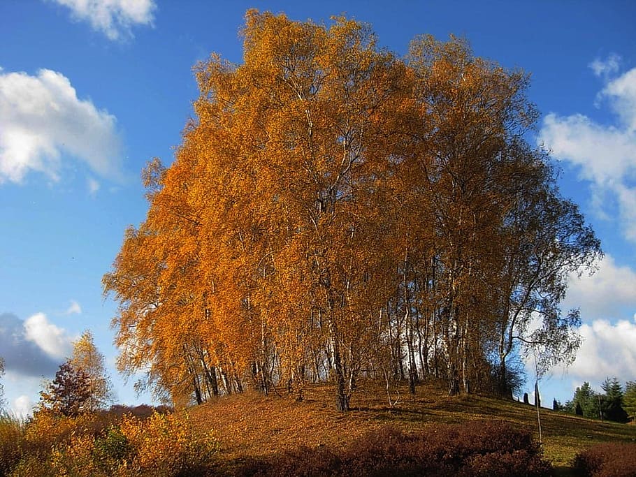 sky, clouds, autumn, fall, foliage, leaves, colorful, nature HD wallpaper
