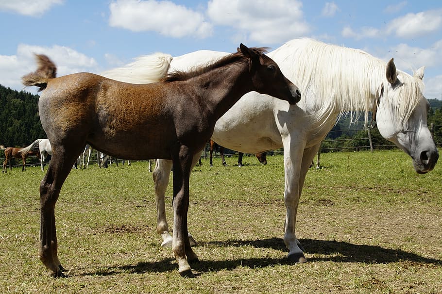 two white and brown horses on field, country stud, mare herd HD wallpaper