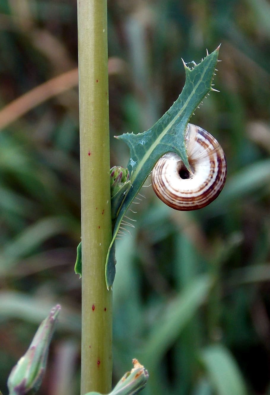 shell, snail, animal, nature, leaf, meadow, plant, focus on foreground HD wallpaper