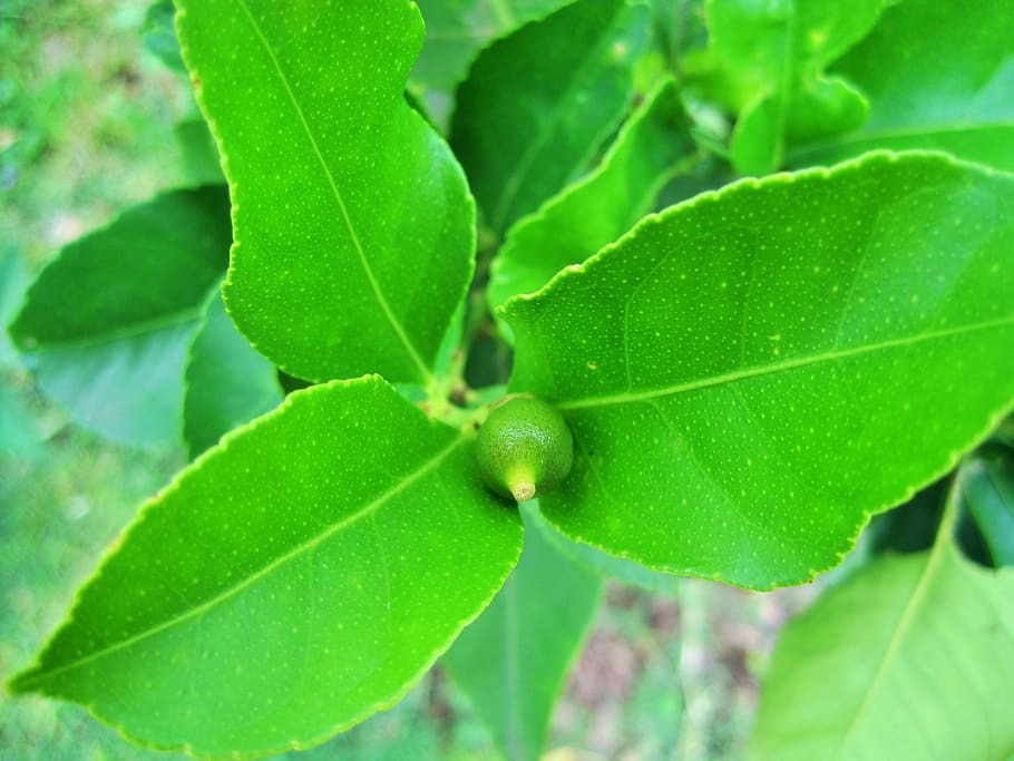 lemon, tiny, leaves, plant, botanical, botany, herb, outdoors HD wallpaper