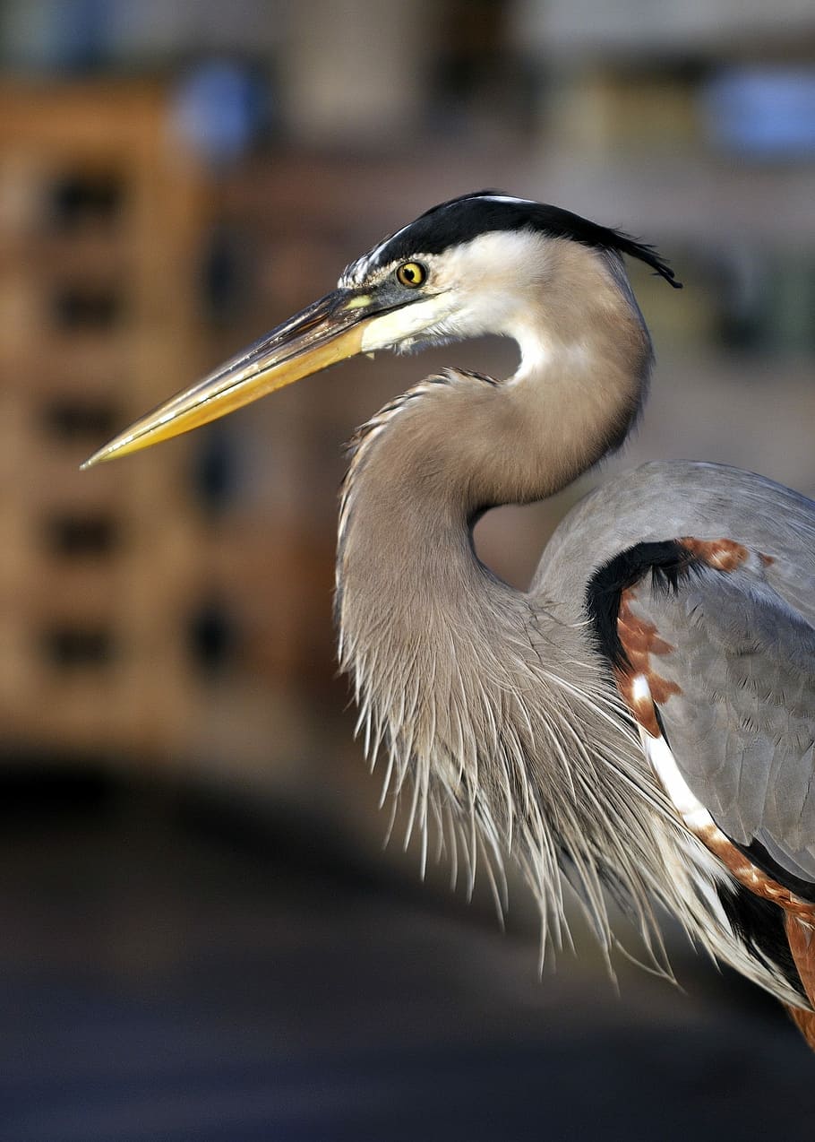 selective focus photography of gray long-beaked bird, Heron HD wallpaper