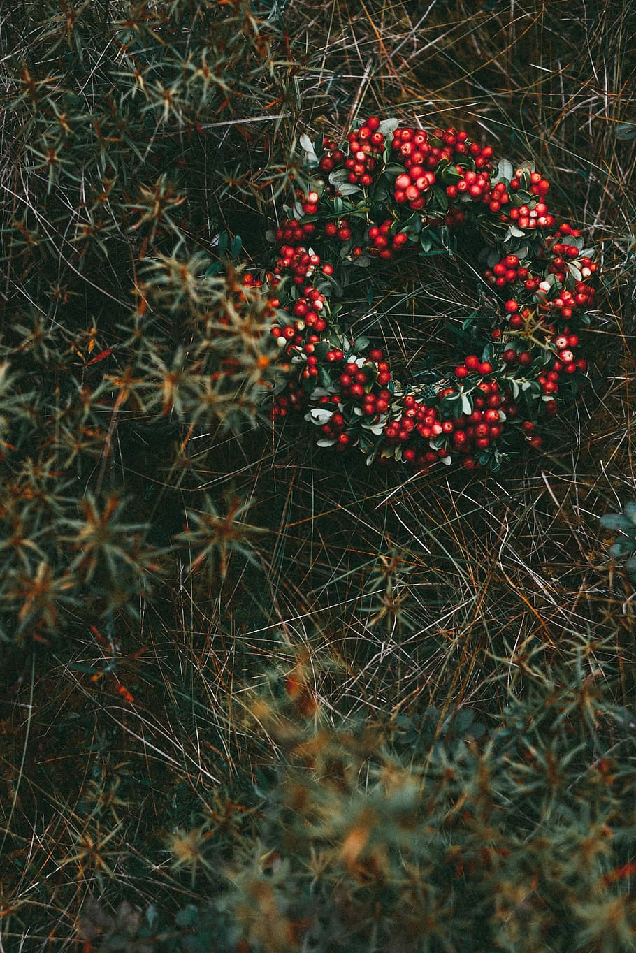 red and green decor wreath, Christmas-themed wreath, berries HD wallpaper