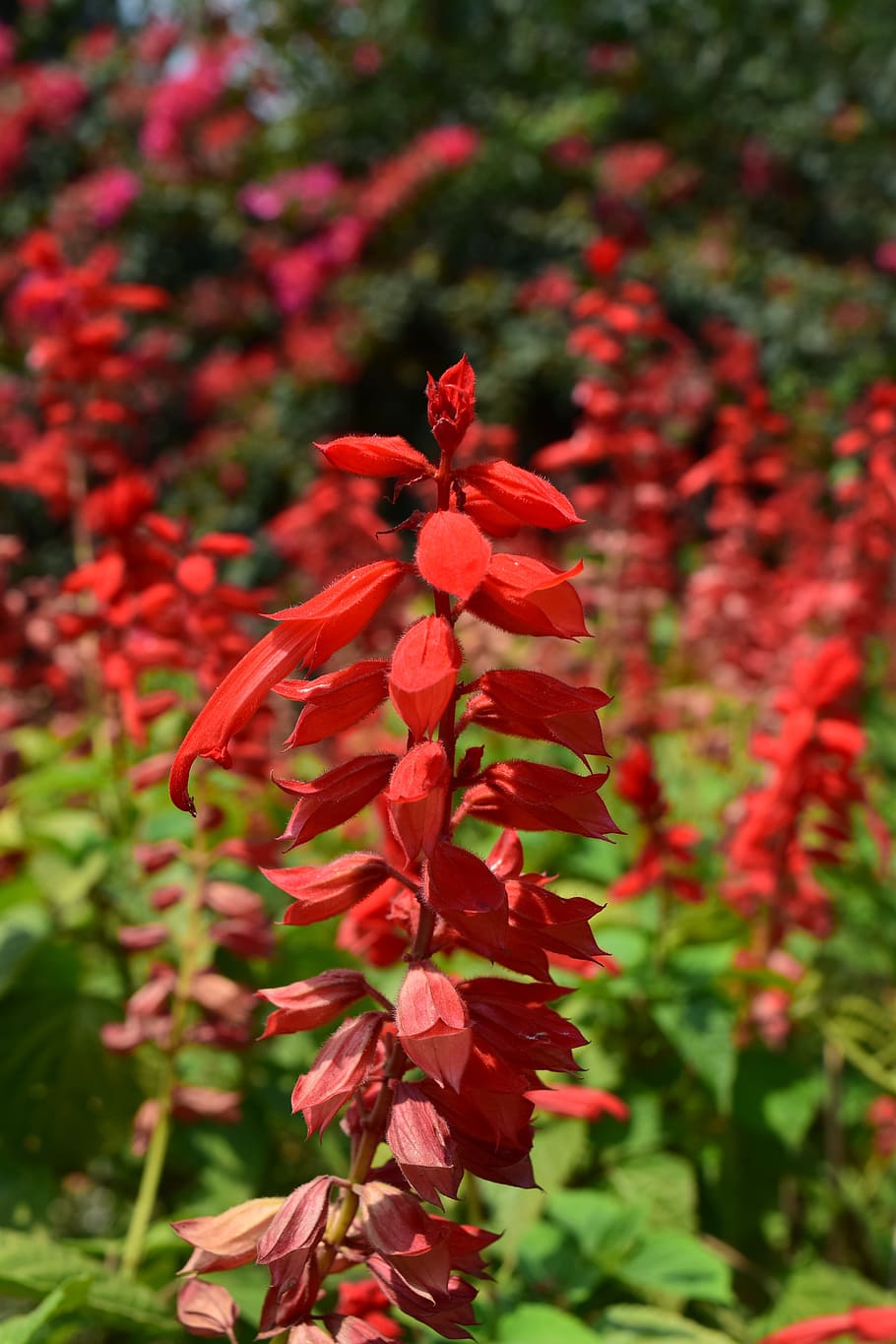 flowering, salvia, red, flowering salvia, salvia red, thailand, HD wallpaper