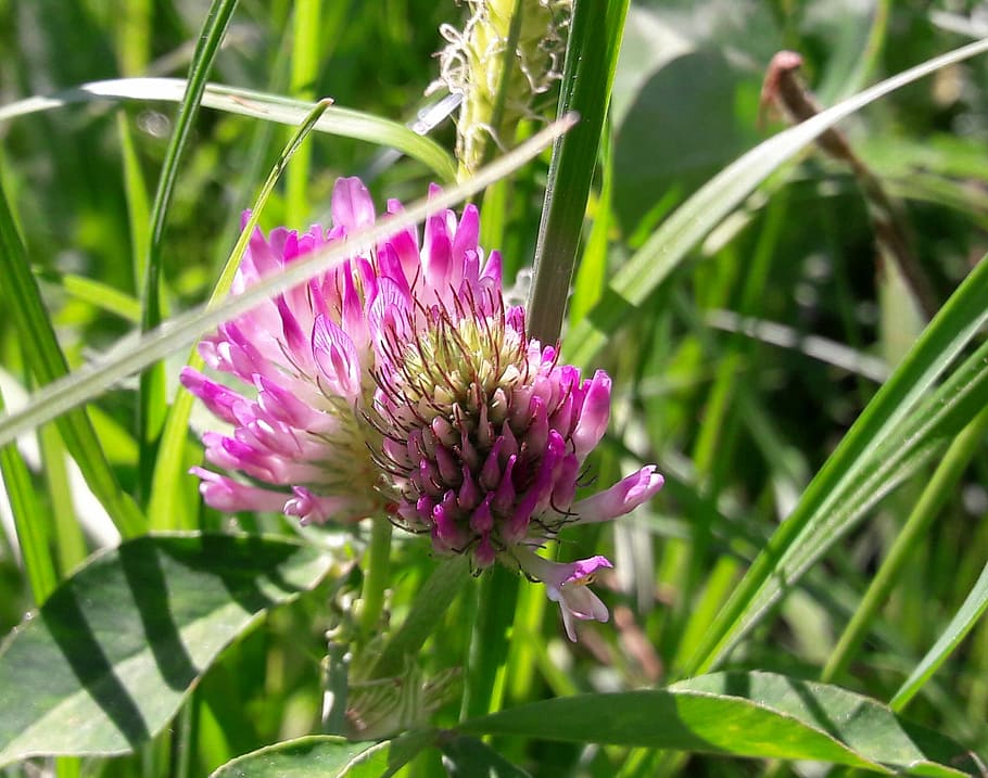 summer, grass, nature, flower, flowering plant, beauty in nature HD wallpaper