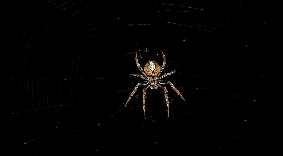 insect, spider, macro, arachnid, no people, arthropod, illuminated HD wallpaper