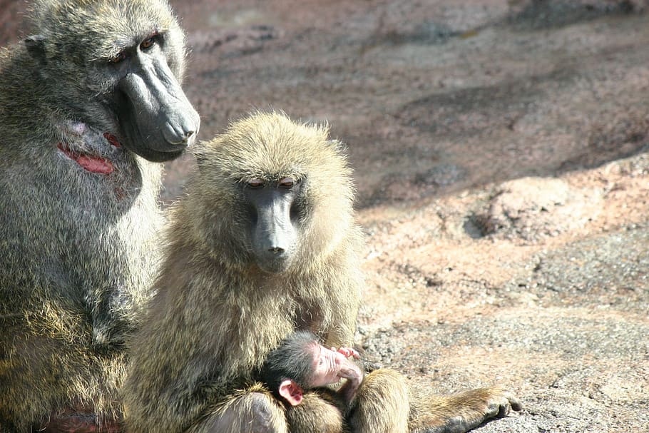 monkey, zoo, monkey baby, animal, monkey family, baboon, wildlife HD wallpaper