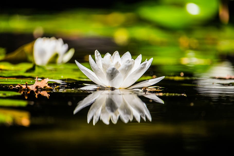 white water lily selective focus photography, leaf, flower HD wallpaper