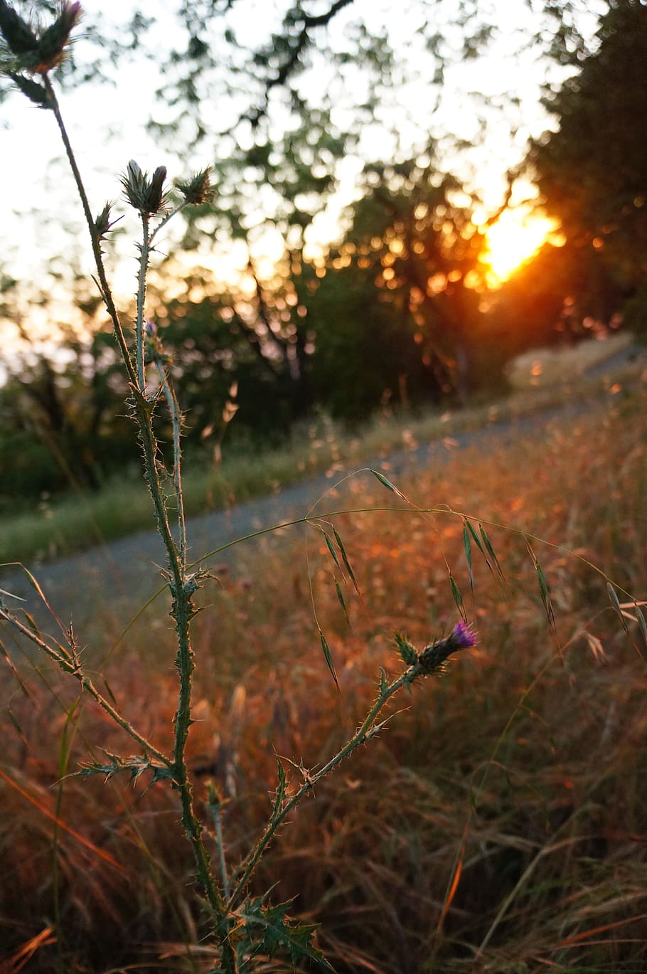 Sunset, Nature, Sunlight, Sun Ray, sunrise, evening, morning HD wallpaper