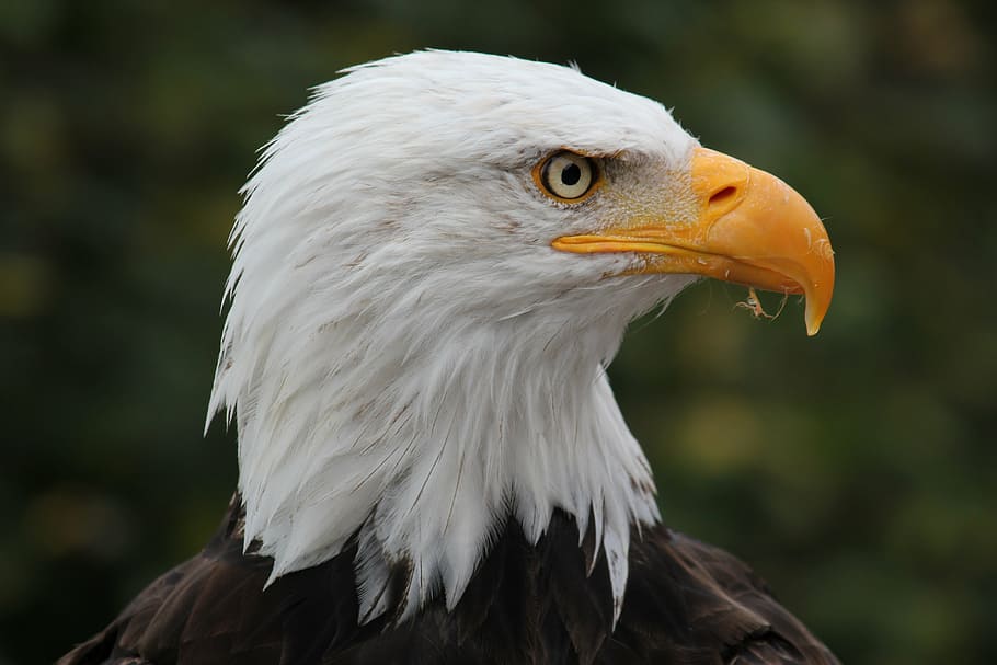 shallow focus photography of white and black eagle, park, adler HD wallpaper