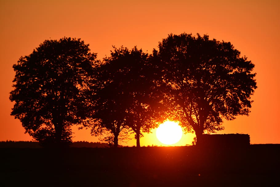 sunset, mood, afterglow, tree, silhouette, orange, bright red HD wallpaper