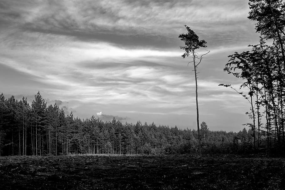 tree, felling, clearing, cutting, fall, slash, nature, forest HD wallpaper