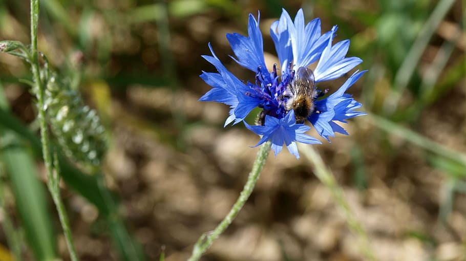 cornflower, blue, plant, bee, blossom, bloom, flowering plant HD wallpaper