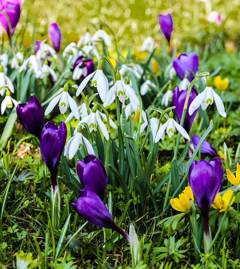 shallow focus photography of flowers during daytime, spring HD wallpaper