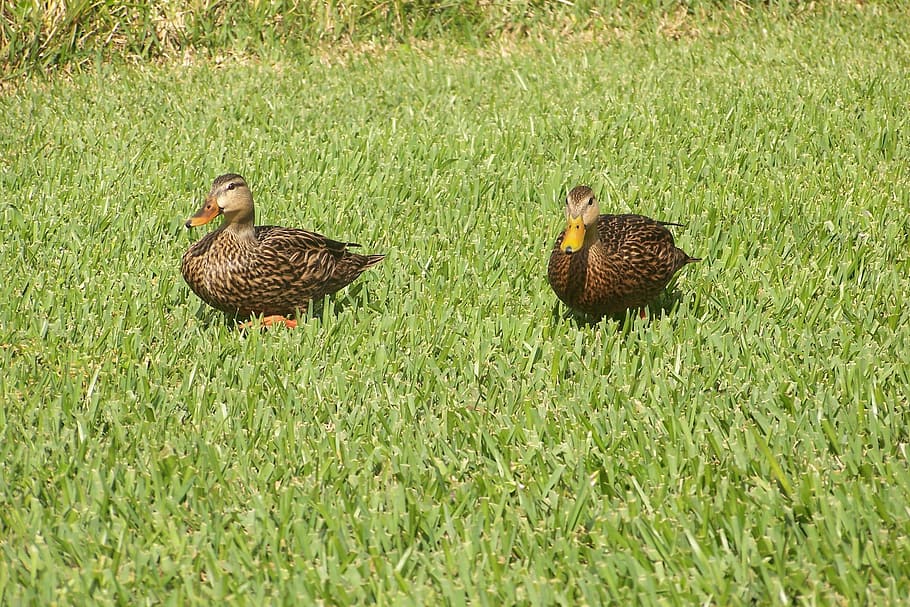 Duck, Lake, Nature, grass, bird, animal themes, field, togetherness HD wallpaper
